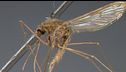 E' tornata la zanzara della malaria