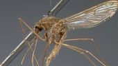 E' tornata la zanzara della malaria