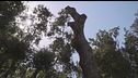 La pineta uccisa dal parassita