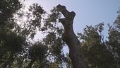 La pineta uccisa dal parassita