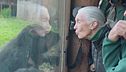 Jane e il bacio con lo scimpanzè