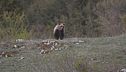 Ultimo appello per l'orso marsicano