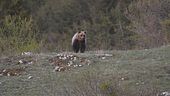 Ultimo appello per l'orso marsicano