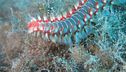 Ora nel mare fa paura il vermocane