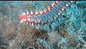 Ora nel mare fa paura il vermocane