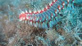 Ora nel mare fa paura il vermocane