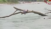 Salvati dalla piena del Brenta