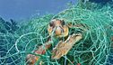 Proteggiamo le tartarughe marine
