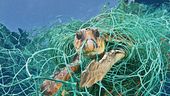 Proteggiamo le tartarughe marine