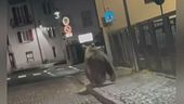 Orsi in paese, torna la paura