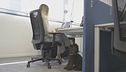 È la giornata del cane in ufficio