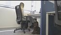 È la giornata del cane in ufficio