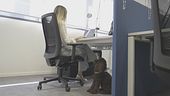 È la giornata del cane in ufficio
