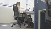 È la giornata del cane in ufficio