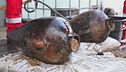 L'antico tesoro riemerge dal mare