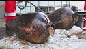 L'antico tesoro riemerge dal mare