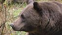 Trento, turista aggredito da un orso