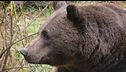Trento, turista aggredito da un orso
