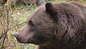 Trento, turista aggredito da un orso