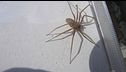 Insetti killer, un'altra vittima