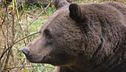 Trentino, è guerra agli orsi