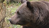 Trentino, è guerra agli orsi