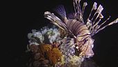 Ora fa paura il pesce scorpione