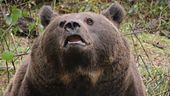 Scontro sull'orsa uccisa