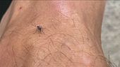 Febbre West Nile, cresce l'allerta
