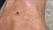 Febbre West Nile, cresce l'allerta