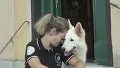 Va al cane Giulio il premio fedeltà