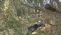 Serpenti e topi, la giungla di Roma