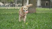 È la giornata del cane