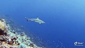 Oceani bollenti, gli squali fuggono