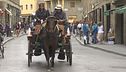 Cavallo stramazza, è polemica