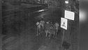 Stupro di gruppo, chiesti 12 anni