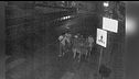 Stupro di gruppo, chiesti 12 anni