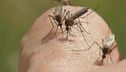 Maxi focolaio di dengue a Fano