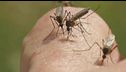 Maxi focolaio di dengue a Fano