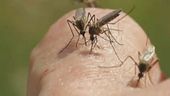 Maxi focolaio di dengue a Fano