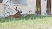 Cervi in Abruzzo, caccia sospesa