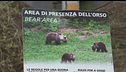 Cerca funghi, aggredito dall'orso