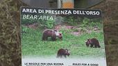 Cerca funghi, aggredito dall'orso