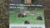 Cerca funghi, aggredito dall'orso
