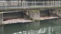 Gratta e vinci nel canale, è giallo