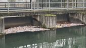 Gratta e vinci nel canale, è giallo