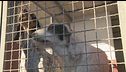 Pugno duro a difesa degli animali