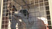 Pugno duro a difesa degli animali
