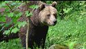 Trento, ucciso l'orso M91