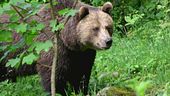 Trento, ucciso l'orso M91